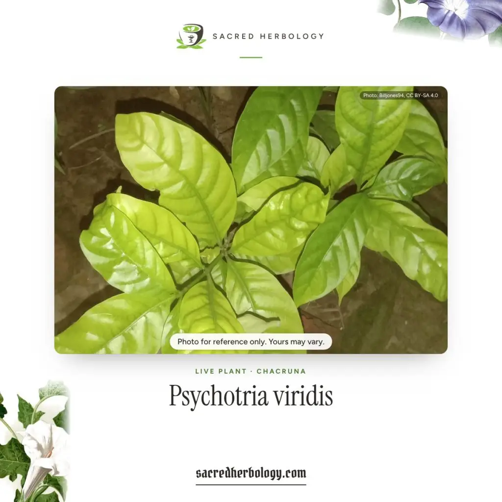 Glossy leaves of Psychotria viridis (chacruna), Sacred Herbology product image