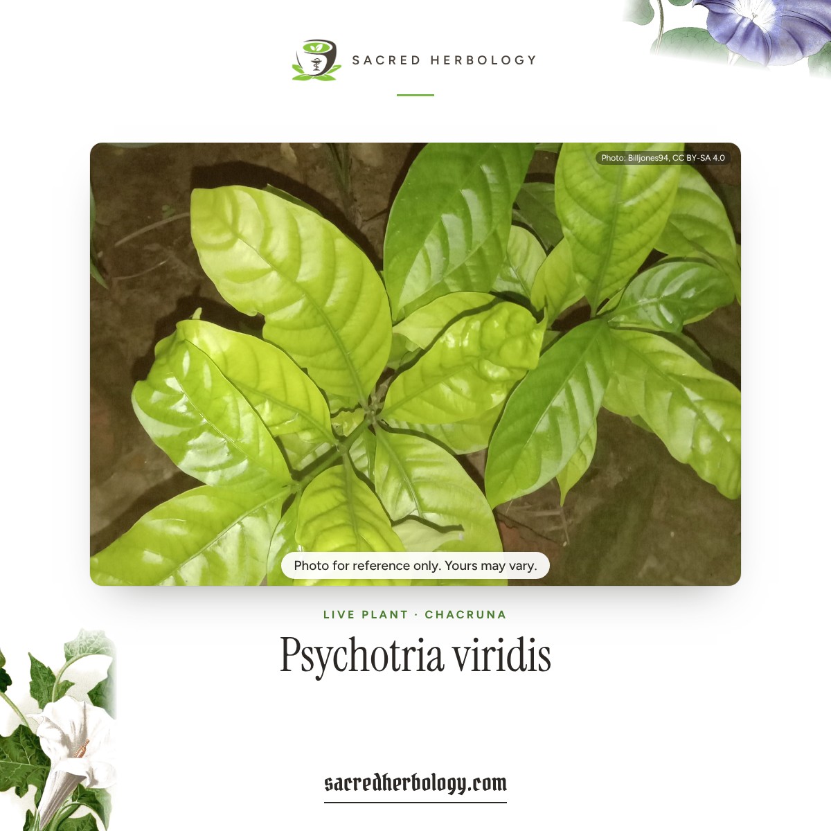 Glossy leaves of Psychotria viridis (chacruna), Sacred Herbology product image