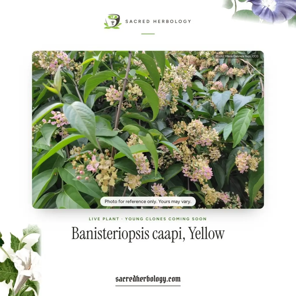 Flowering Banisteriopsis caapi vine with glossy leaves and clusters of small pink and pale yellow flowers