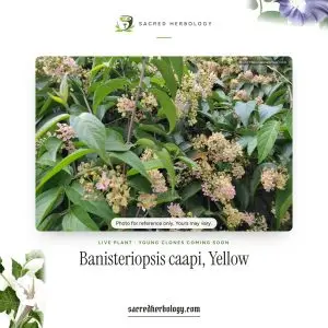 Flowering Banisteriopsis caapi vine with glossy leaves and clusters of small pink and pale yellow flowers