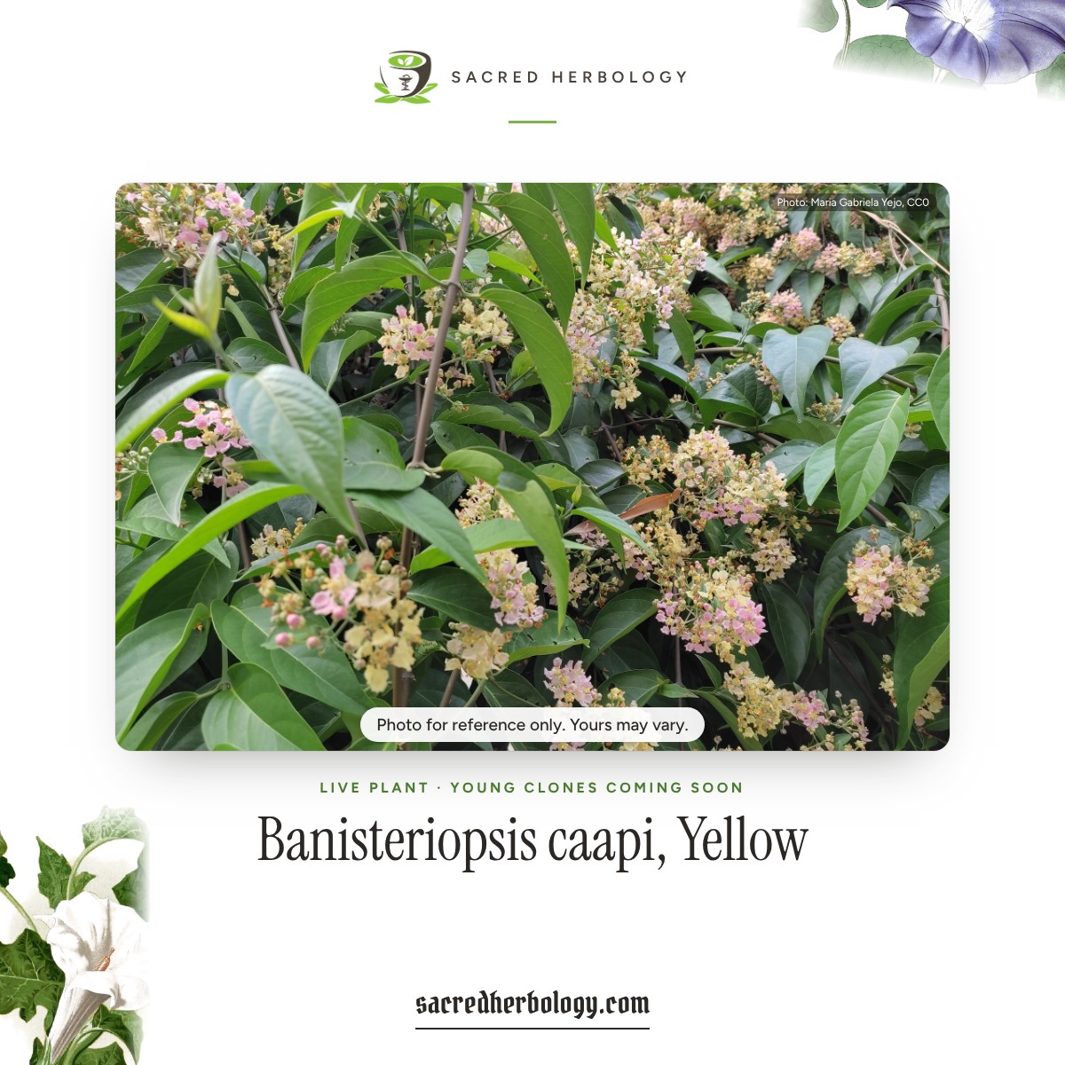 Flowering Banisteriopsis caapi vine with glossy leaves and clusters of small pink and pale yellow flowers