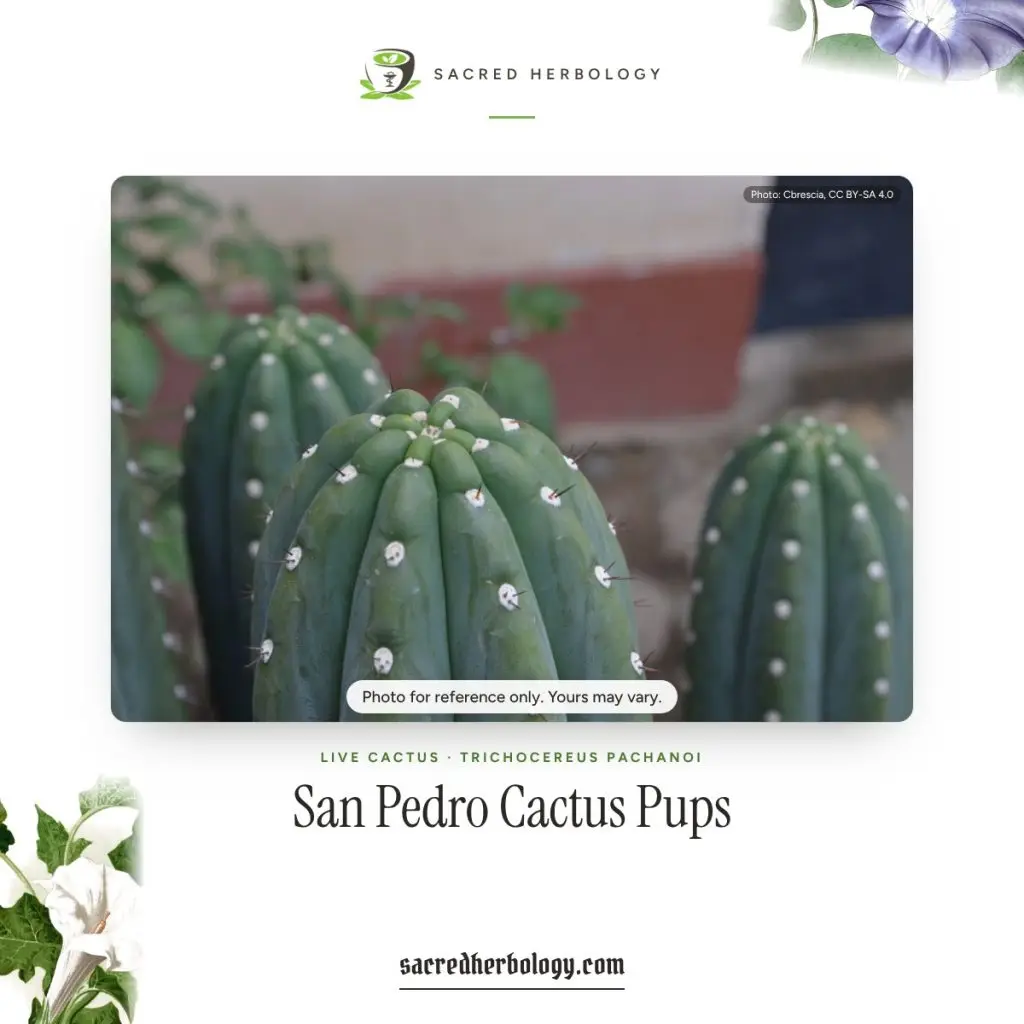 San Pedro cactus, Trichocereus pachanoi, broad blue-green ribs with felted areoles, Sacred Herbology product image