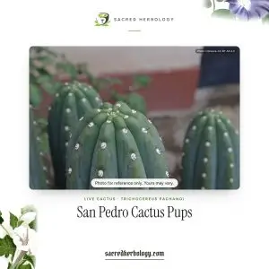San Pedro cactus, Trichocereus pachanoi, broad blue-green ribs with felted areoles, Sacred Herbology product image