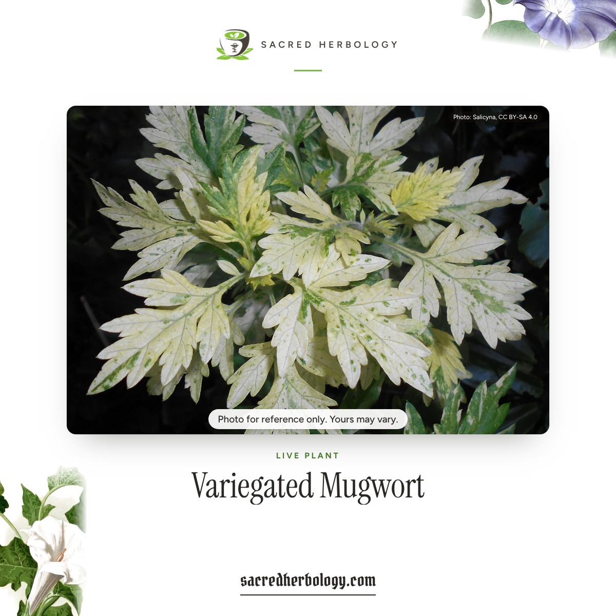Variegated mugwort leaves splashed cream and gold, Sacred Herbology product image